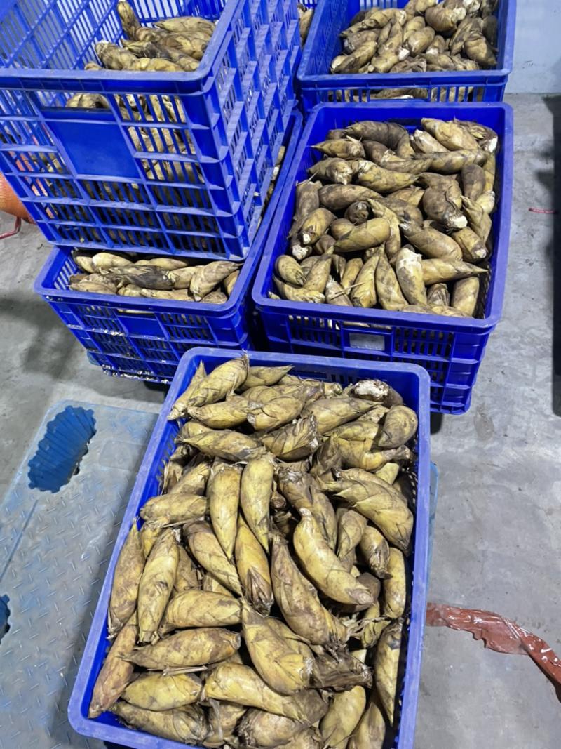 竹海高山野生冬笋预售自己年产万斤自家自发。