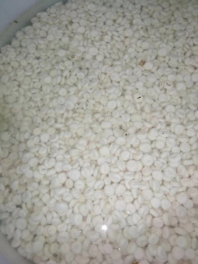 【精品】带泥、干荸荠珍珠马蹄，脆甜一手货源产地直发