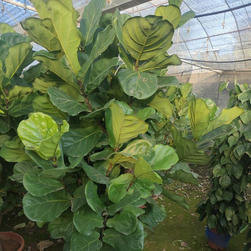 琴叶榕景观室内风景树
