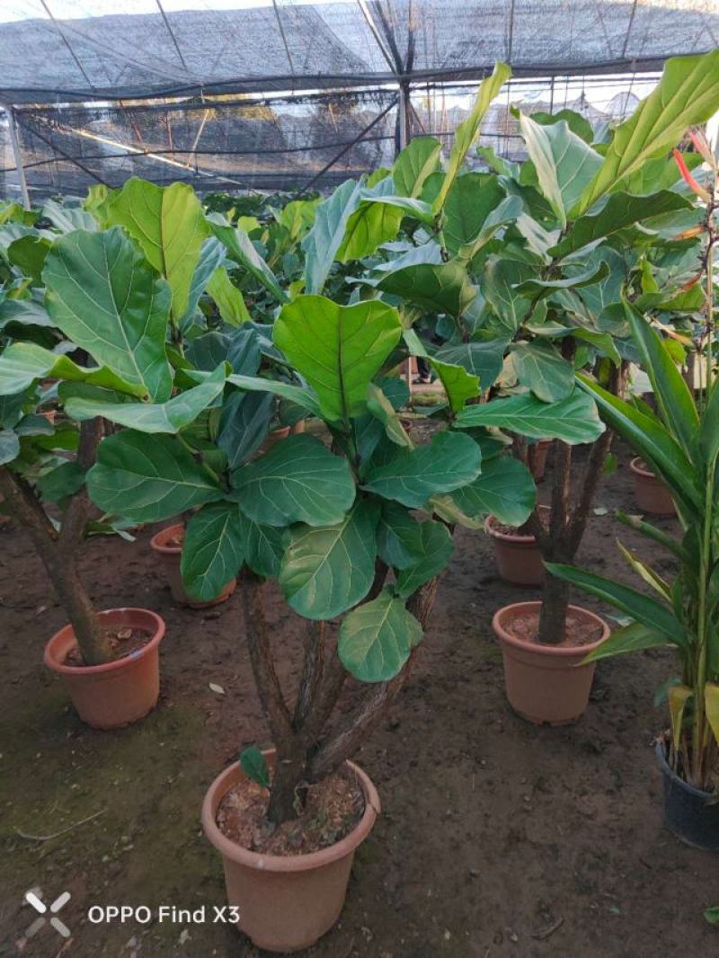 琴叶榕景观室内风景树