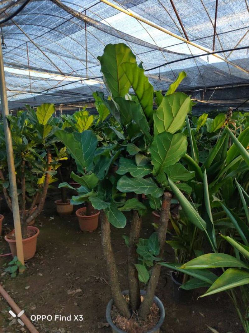 琴叶榕景观室内风景树