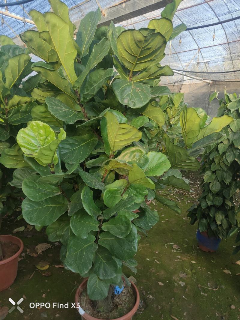 琴叶榕景观室内风景树