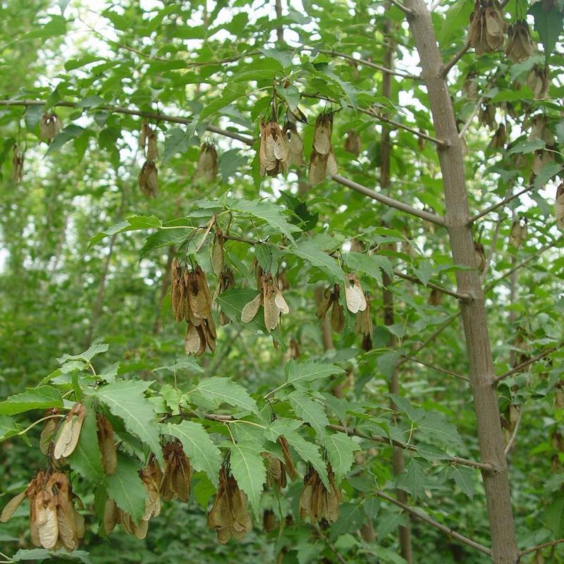 茶条槭种子别称茶条、华北茶条槭绿化苗木种子庭院