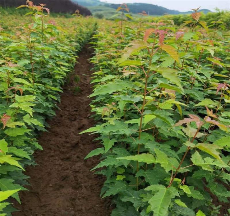 茶条槭种子别称茶条、华北茶条槭绿化苗木种子庭院