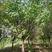 茶条槭种子别称茶条、华北茶条槭绿化苗木种子庭院
