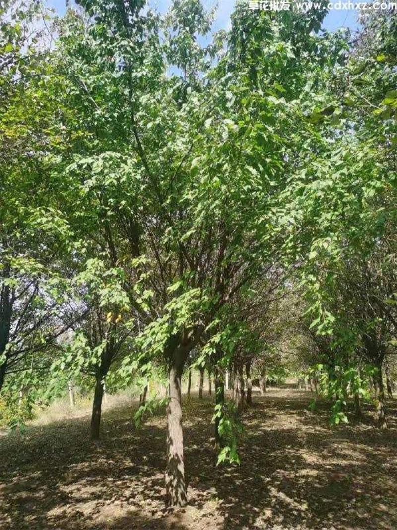 茶条槭种子别称茶条、华北茶条槭绿化苗木种子庭院