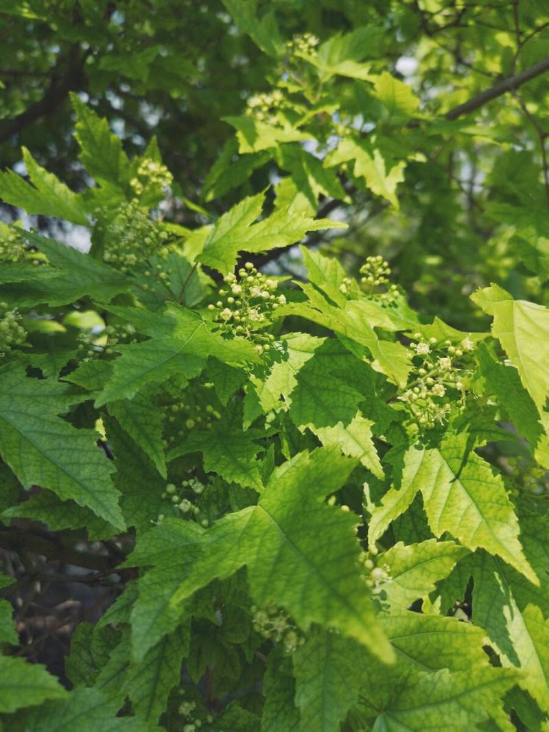 茶条槭种子别称茶条、华北茶条槭绿化苗木种子庭院