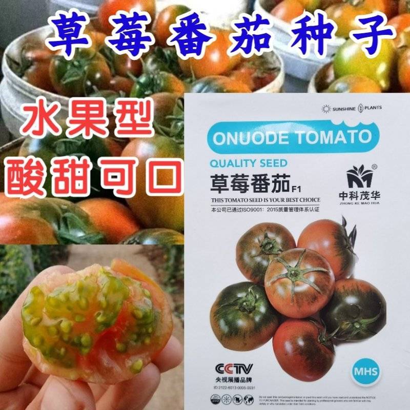 草莓番茄种子粉果铁皮柿子种草莓西红柿籽酸甜多汁番茄种