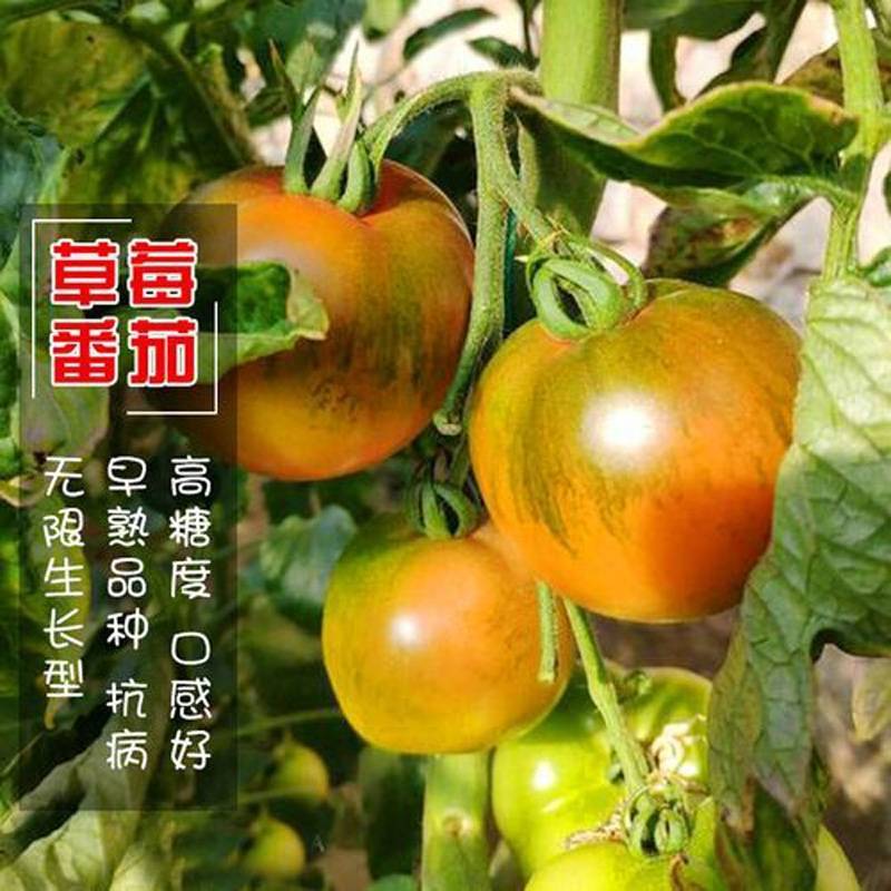 草莓番茄种子粉果铁皮柿子种草莓西红柿籽酸甜多汁番茄种