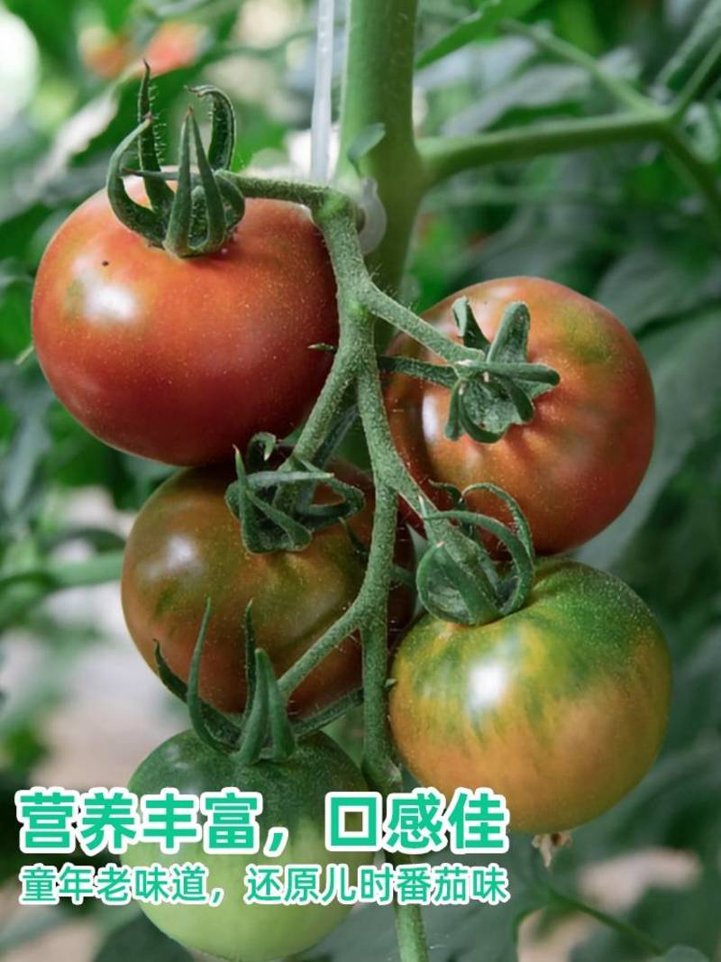 草莓番茄种子粉果铁皮柿子种草莓西红柿籽酸甜多汁番茄种