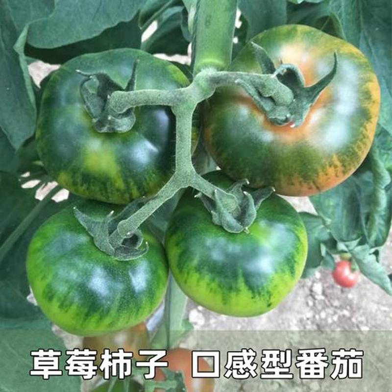 草莓番茄种子粉果铁皮柿子种草莓西红柿籽酸甜多汁番茄种