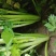 皇后芹菜70厘米以上，米黄色靓。