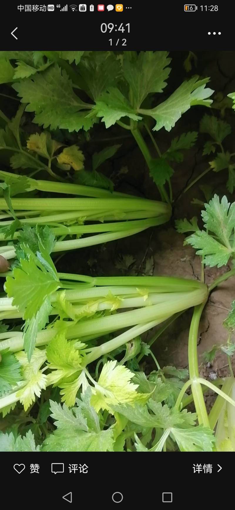 皇后芹菜70厘米以上，米黄色靓。