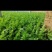 皇后芹菜70厘米以上，米黄色靓。