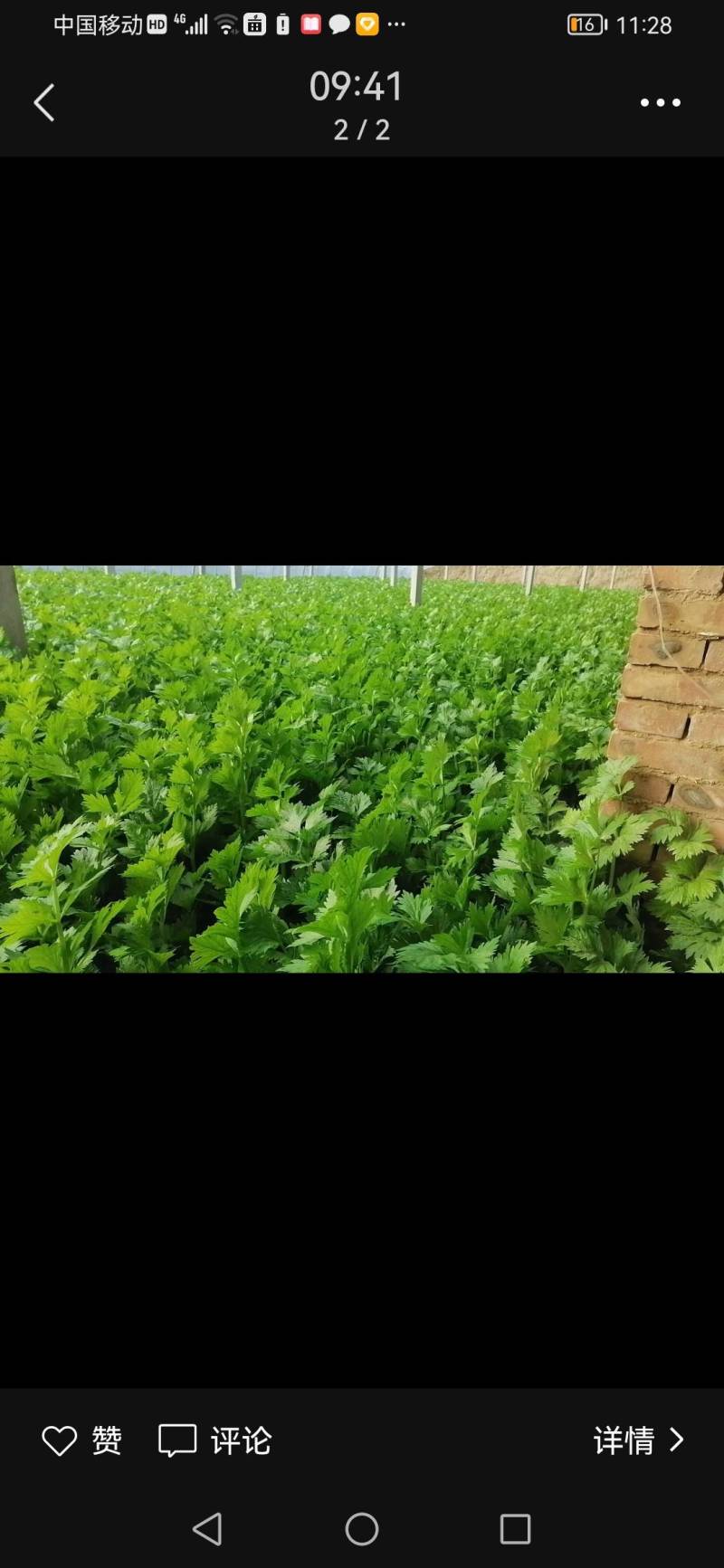 皇后芹菜70厘米以上，米黄色靓。