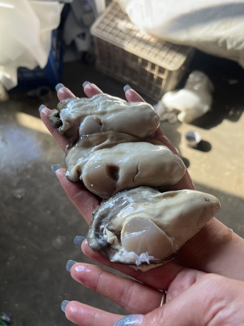 山东乳山生蚝牡蛎高品质个体大肥度高全国发货量大从优