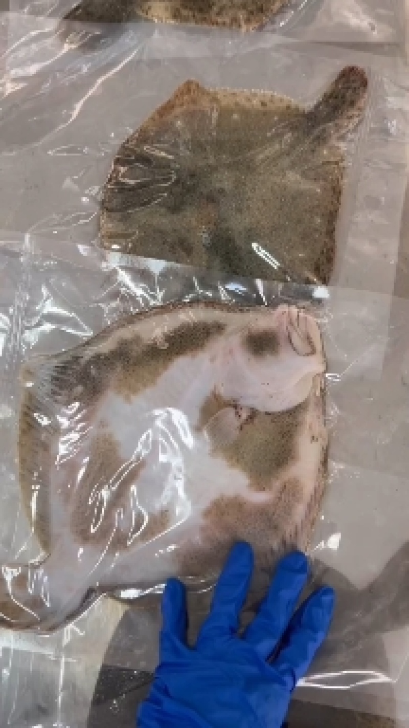 多宝鱼野生多宝鱼深海比目鱼大连野生