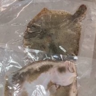 多宝鱼野生多宝鱼深海比目鱼大连野生
