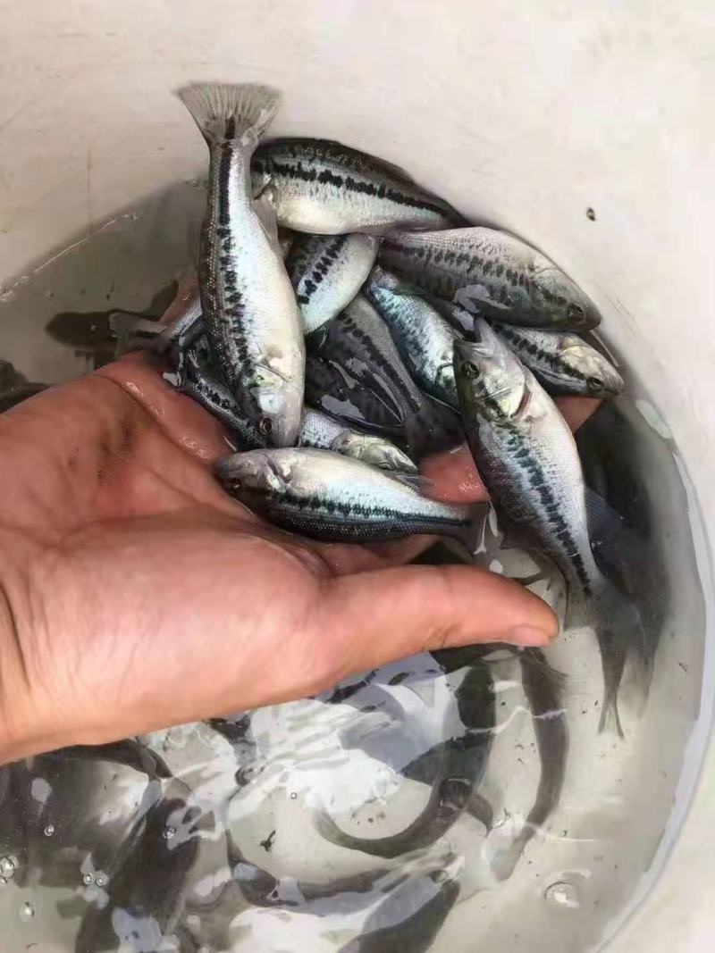 【推荐】2023加州鲈鱼苗鲈鱼苗驯料惊爆超低价全国包邮