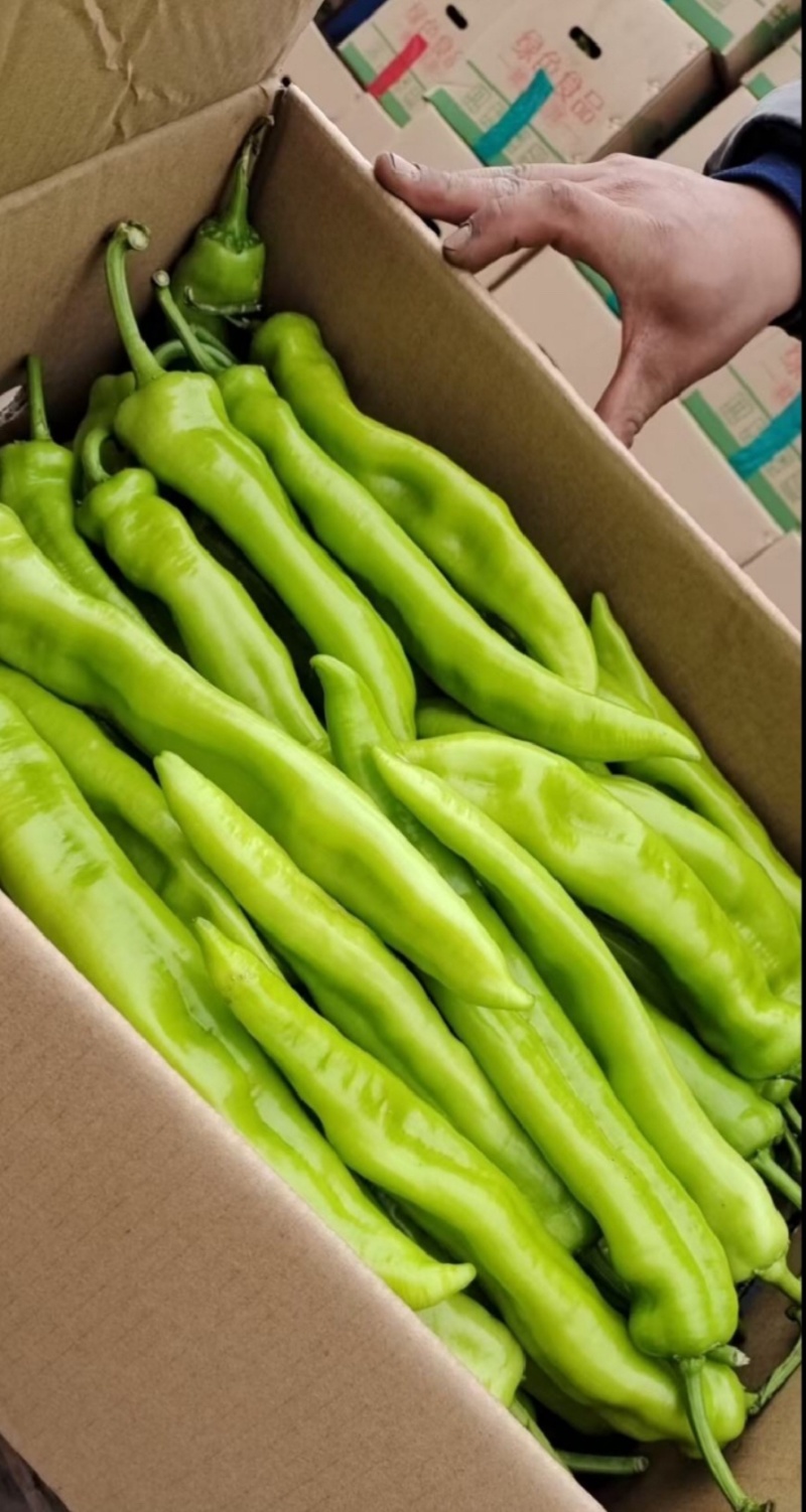 【精品】黄皮尖椒，货源充足，价格实惠，品质优良，欢迎选购