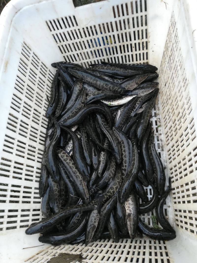 【推荐2023生鱼苗/黑鱼苗水花抗病力强超低价全国包邮