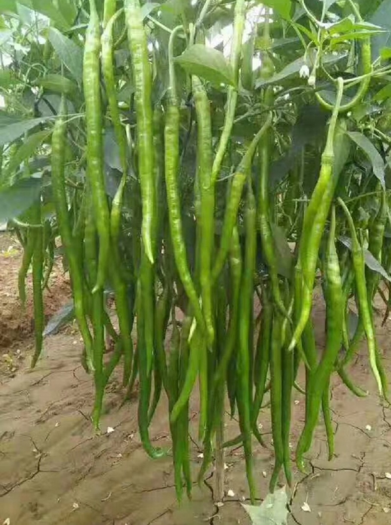 【精选】线椒，货源充足，品质优良，价格实惠，欢迎咨询选购