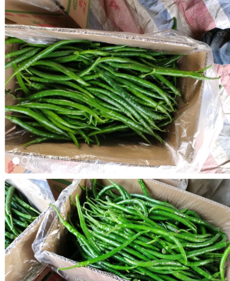 【精选】线椒，货源充足，品质优良，价格实惠，欢迎咨询选购