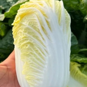 娃娃菜，大娃娃菜，小娃娃菜