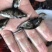 【推荐】2023鳜鱼苗/桂花鱼苗/翘嘴鳜超低价全国包邮