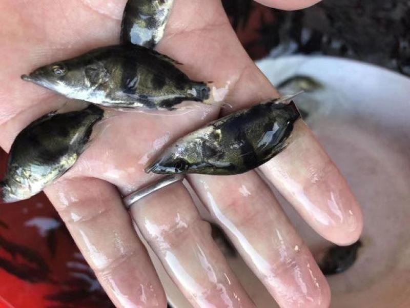 【推荐】2023鳜鱼苗/桂花鱼苗/翘嘴鳜超低价全国包邮
