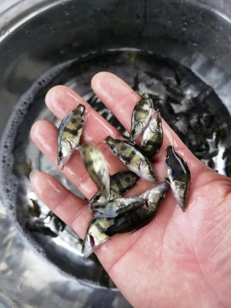 【推荐】2023鳜鱼苗/桂花鱼苗/翘嘴鳜超低价全国包邮