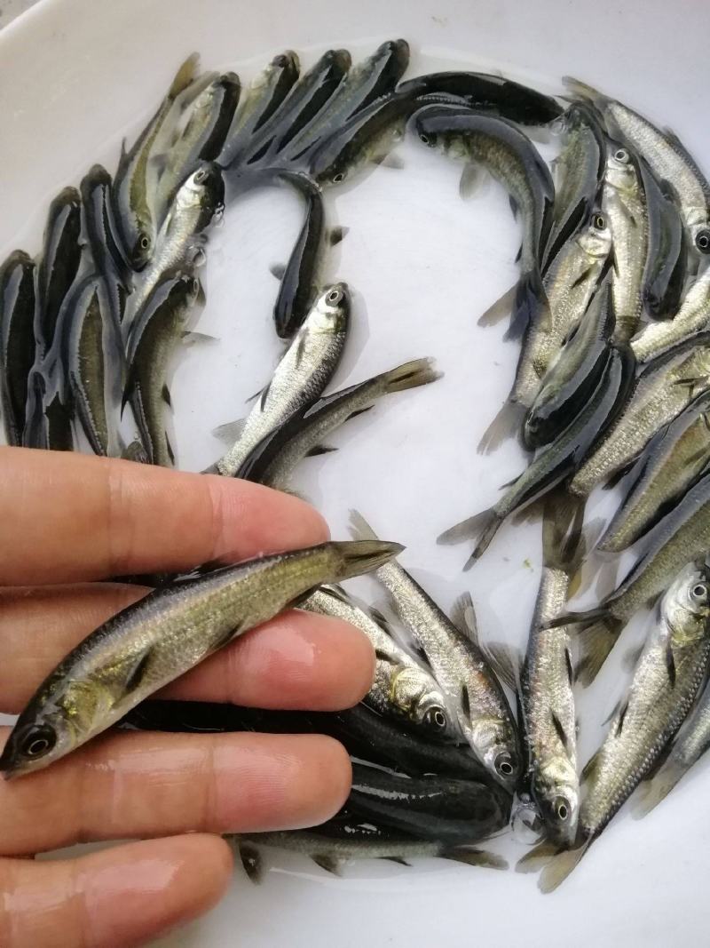 【推荐】北美青鱼/黑螺蛳青鱼苗/.自孵水花，黑鲩鱼苗
