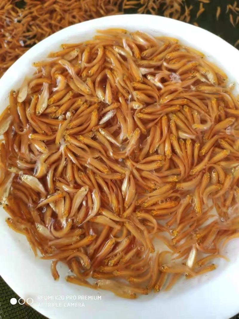 【推荐】红草鱼苗/金丝/俄罗斯自孵化鱼苗水花优质鱼苗量大从优