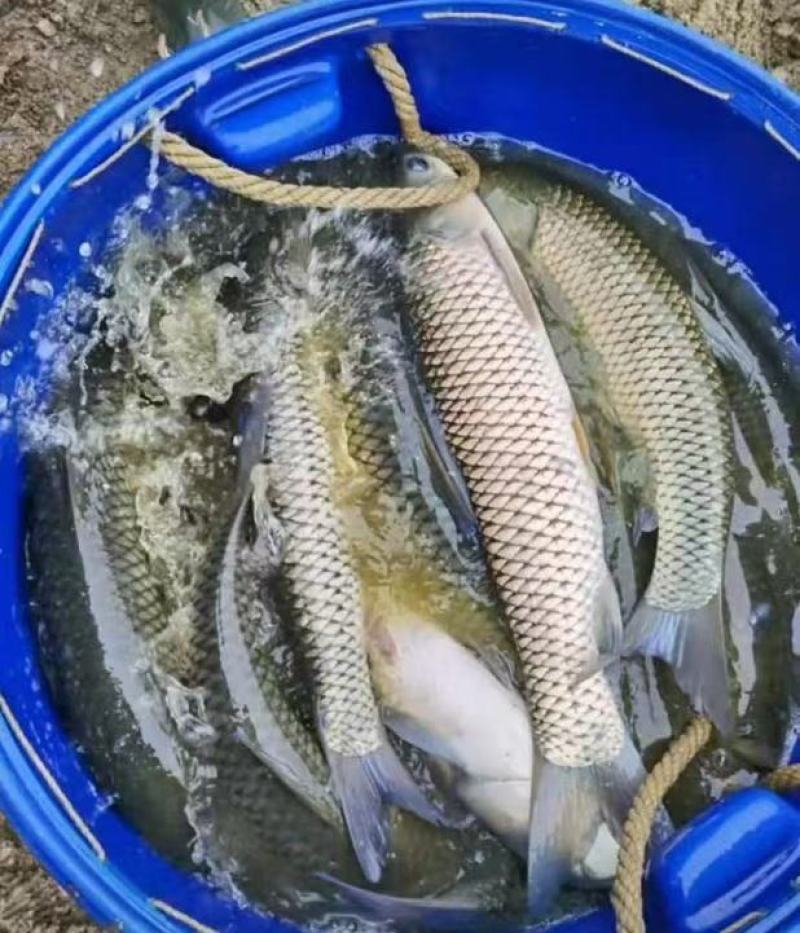 【推荐】金草鱼苗/金丝鱼苗/金大头/水花长江草鱼苗全国包邮