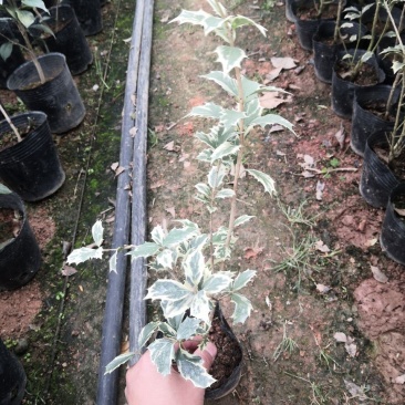 金边彩叶刺桂雪桂刺桂彩叶刺桂叶艺盆栽庭院观赏植物