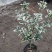 金边彩叶刺桂雪桂刺桂彩叶刺桂叶艺盆栽庭院观赏植物
