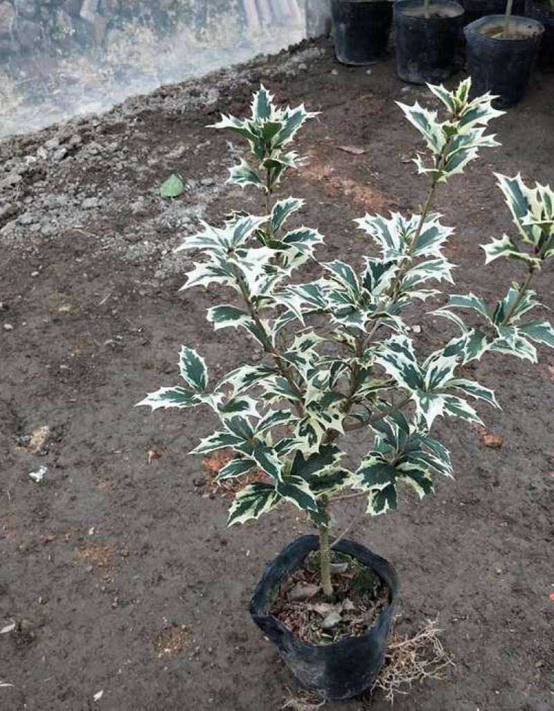 金边彩叶刺桂雪桂刺桂彩叶刺桂叶艺盆栽庭院观赏植物