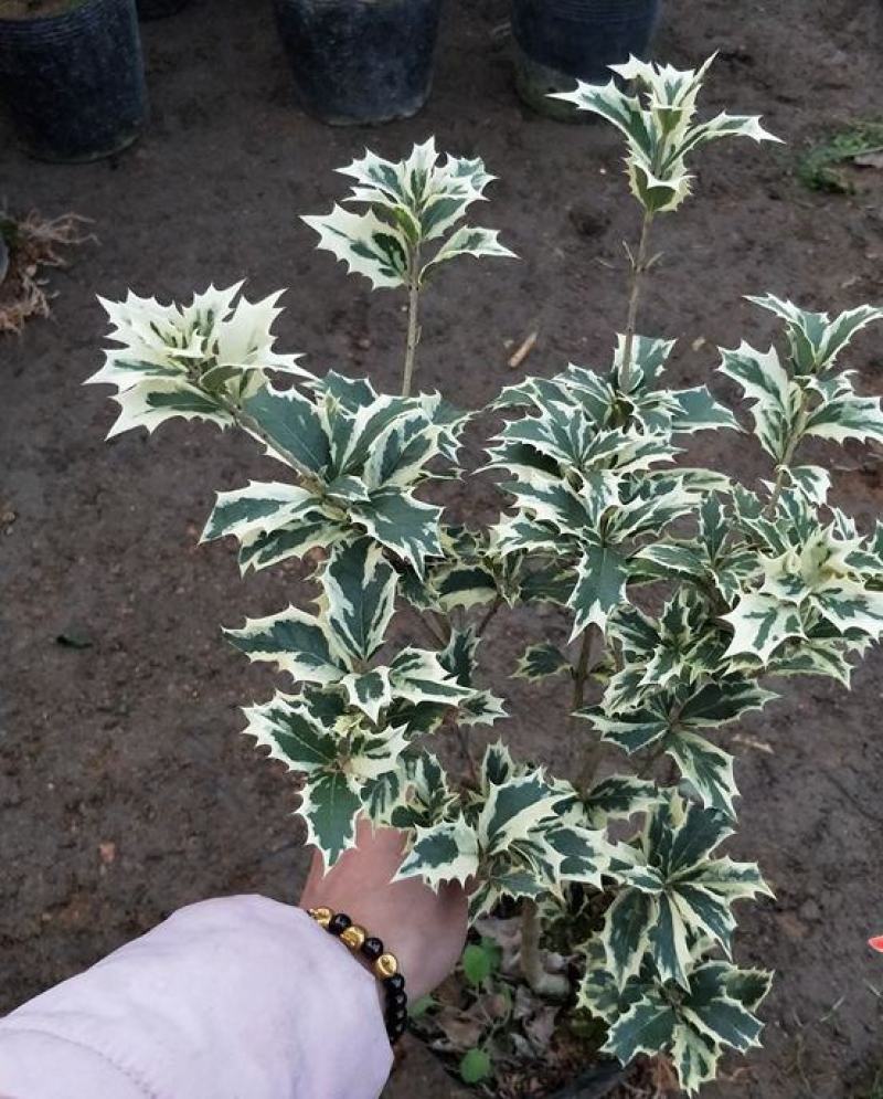 金边彩叶刺桂雪桂刺桂彩叶刺桂叶艺盆栽庭院观赏植物