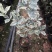 金边彩叶刺桂雪桂刺桂彩叶刺桂叶艺盆栽庭院观赏植物