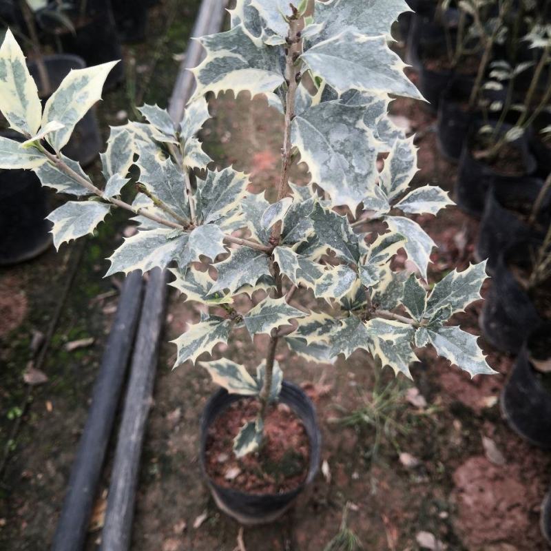 金边彩叶刺桂雪桂刺桂彩叶刺桂叶艺盆栽庭院观赏植物