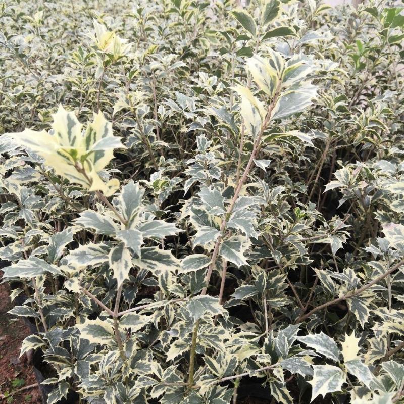 金边彩叶刺桂雪桂刺桂彩叶刺桂叶艺盆栽庭院观赏植物
