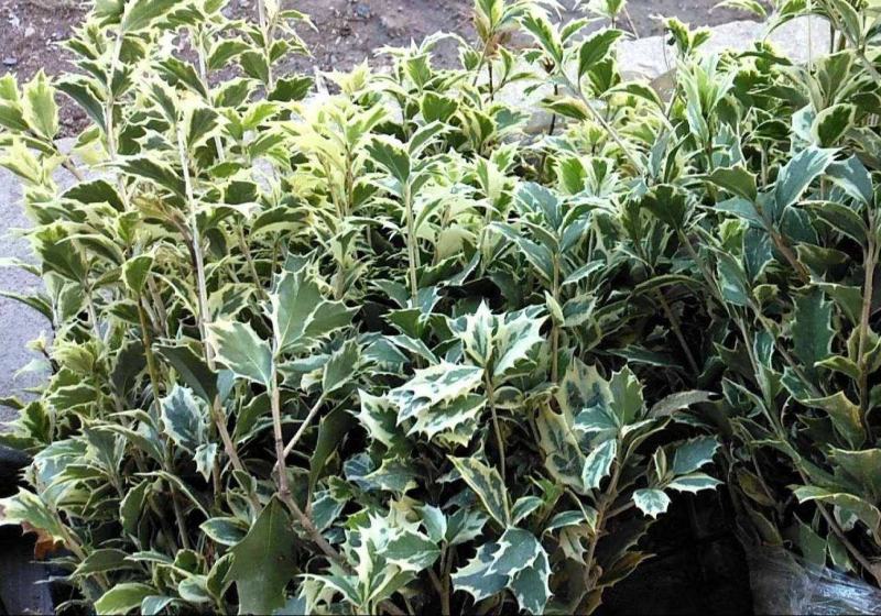 金边彩叶刺桂雪桂刺桂彩叶刺桂叶艺盆栽庭院观赏植物