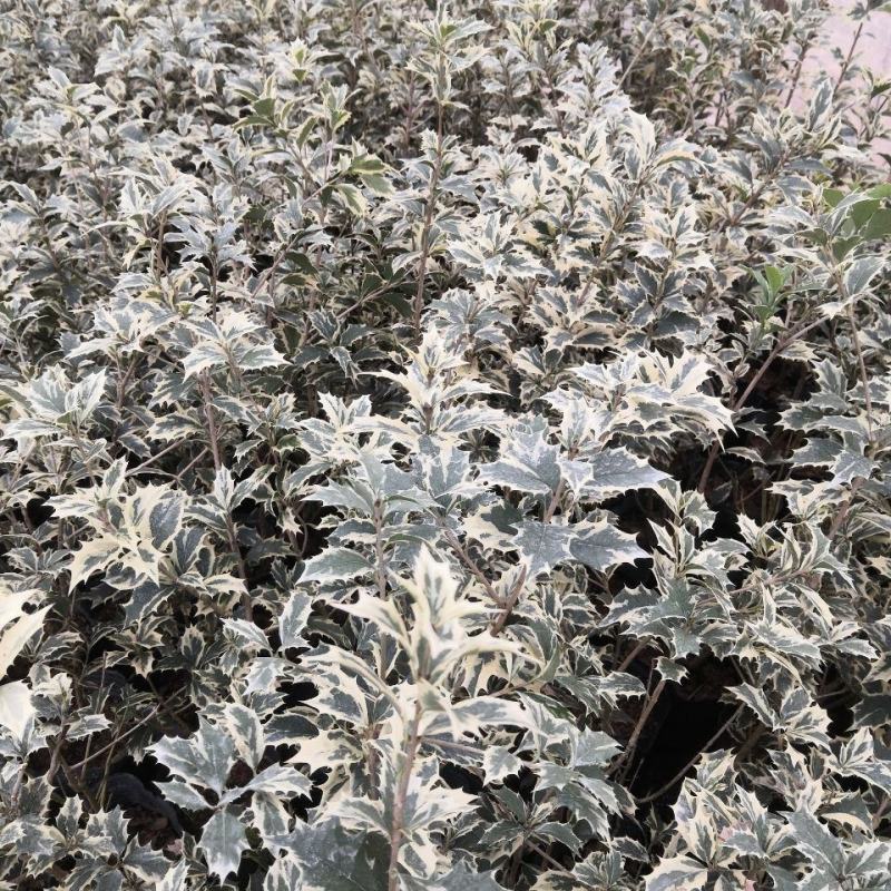 金边彩叶刺桂雪桂刺桂彩叶刺桂叶艺盆栽庭院观赏植物