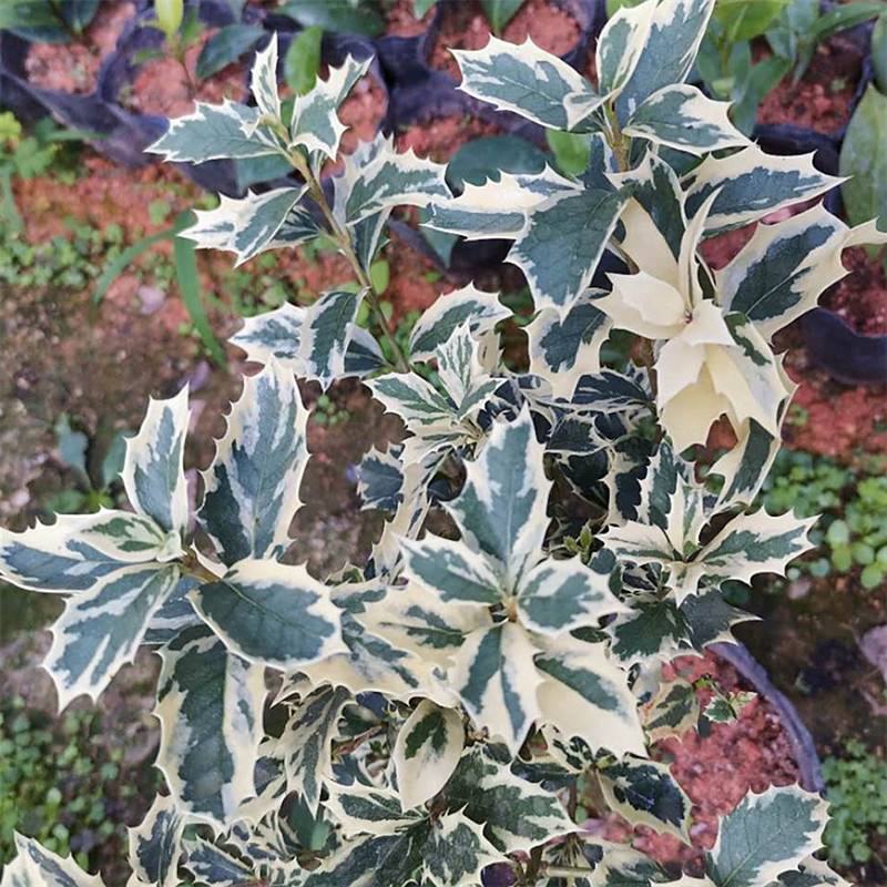 金边彩叶刺桂雪桂刺桂彩叶刺桂叶艺盆栽庭院观赏植物