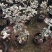 金边彩叶刺桂雪桂刺桂彩叶刺桂叶艺盆栽庭院观赏植物