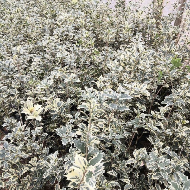 金边彩叶刺桂雪桂刺桂彩叶刺桂叶艺盆栽庭院观赏植物
