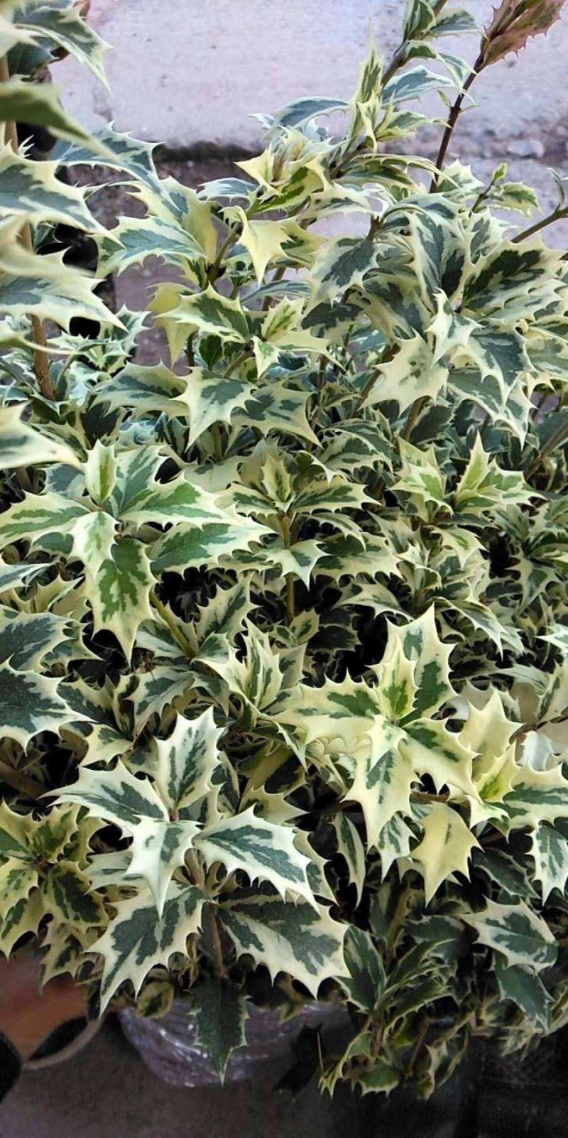 金边彩叶刺桂雪桂刺桂彩叶刺桂叶艺盆栽庭院观赏植物