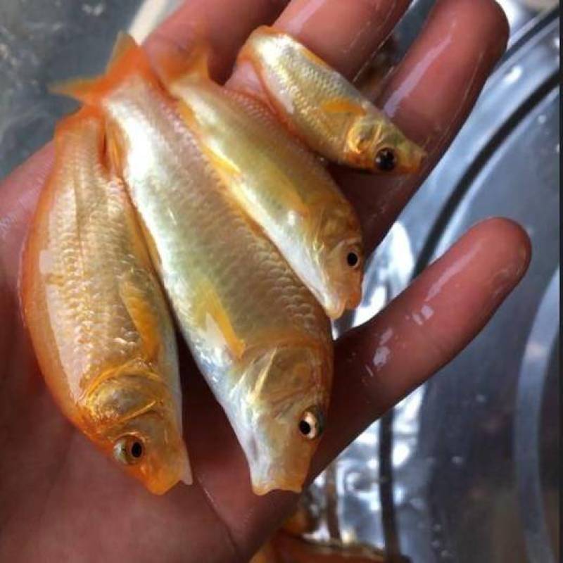 【推荐】金鲤鱼苗兴国红鲤鱼金丝红鲤荷花红鲤禾花鲤全国包邮