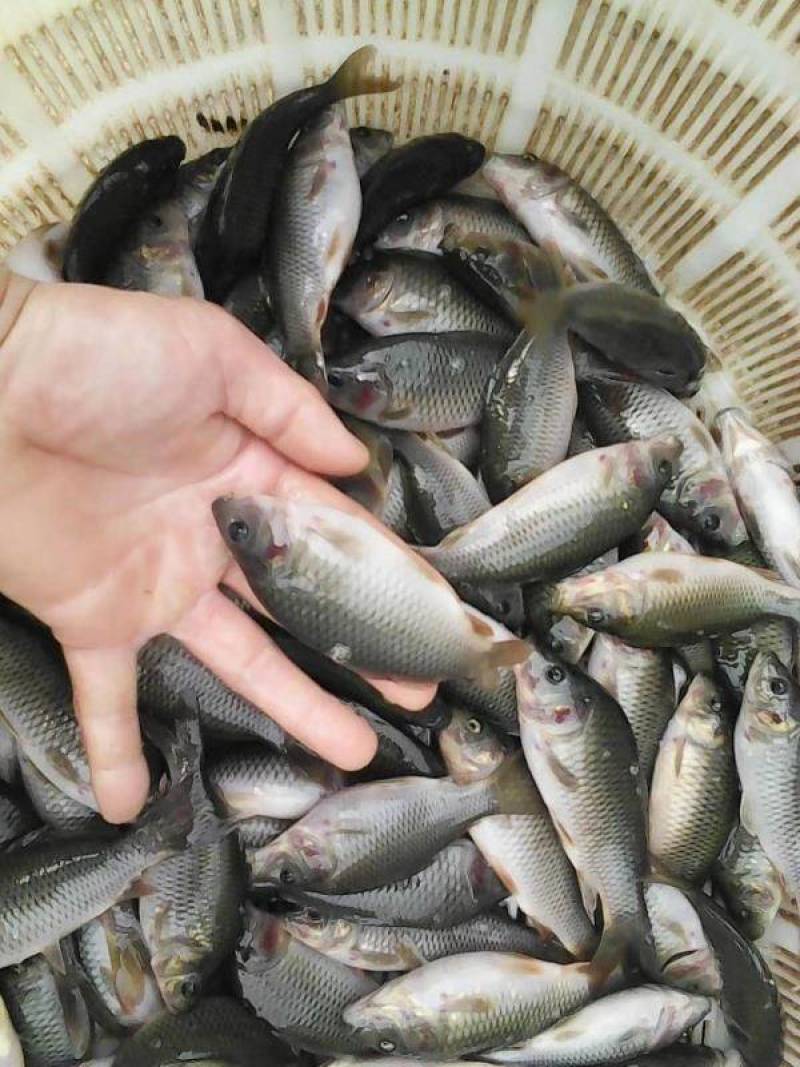 【推荐】金鲤鱼苗兴国红鲤鱼金丝红鲤荷花红鲤禾花鲤全国包邮