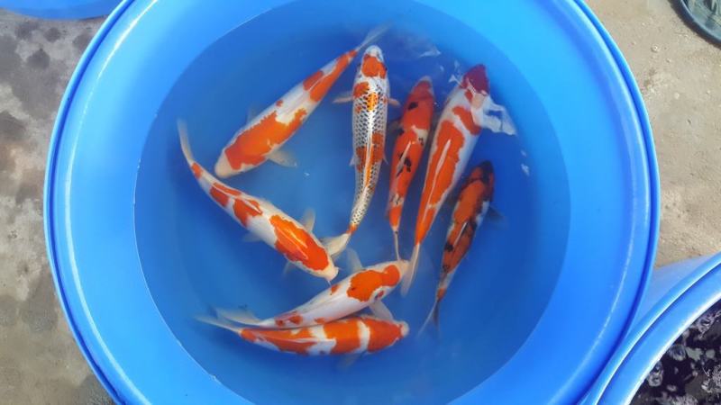 【推荐】锦鲤鱼苗/红/黑/黄/花/颜色预定自孵水花全国包邮